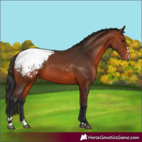 Horse Color:Bay Appaloosa 