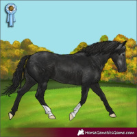 Horse Color:Gray Smoky Black