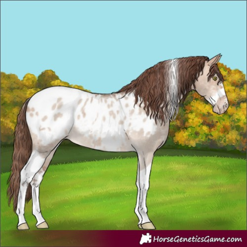 Horse Color:Amber Champagne Dun Sabino Tobiano Appaloosa and Amber Champagne Dun Sabino Tobiano Frame Appaloosa