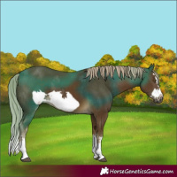 Horse Color:Chocolate Palomino Splash Frame
