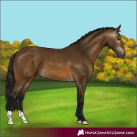 Horse Color:Gray Buckskin 