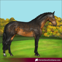 Horse Color:Gray Buckskin 