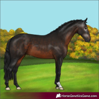 Horse Color:Gray Bay