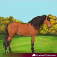 Horse Color:Bay 