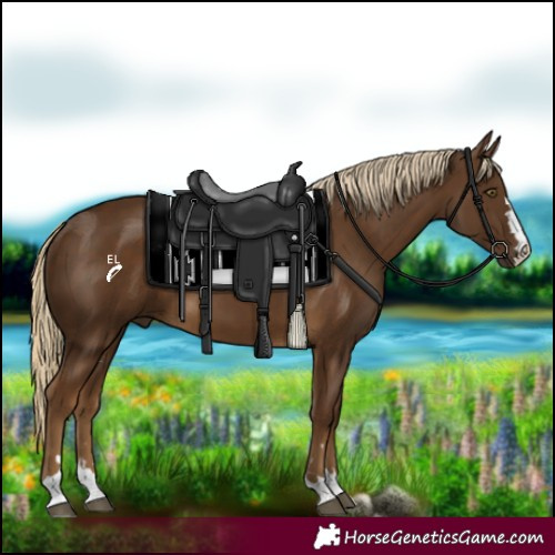 Horse Color:Chocolate Palomino 