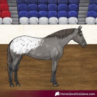 Horse Color:Grullo Appaloosa 