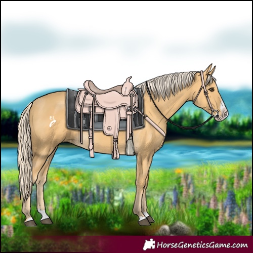 Horse Color:Palomino Splash 