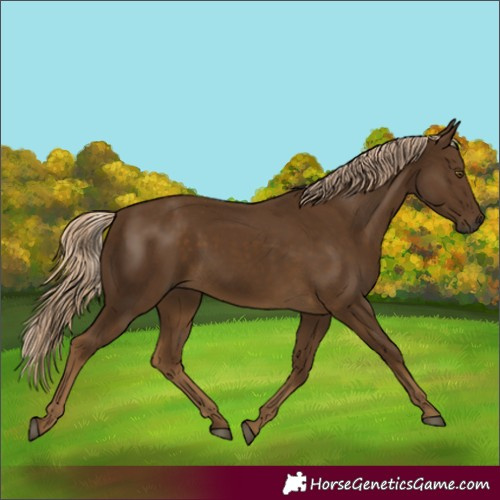 Horse Color:Chocolate Palomino 