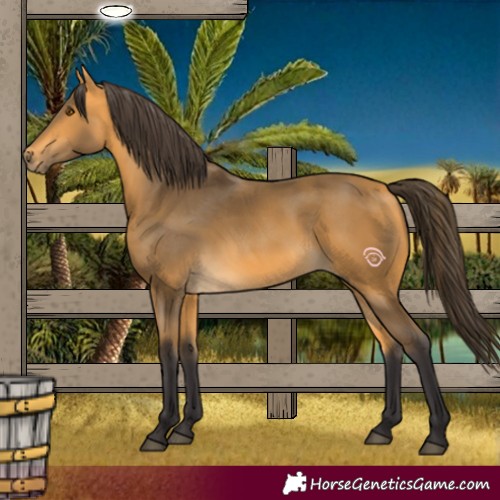 Horse Color:Buckskin 