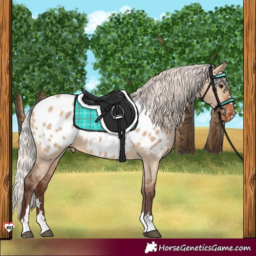 Horse Color:Silver Brown Dun Appaloosa 