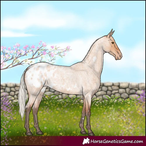 Horse Color:White Spotted Silver Bay Roan Dun Appaloosa Rabicano 