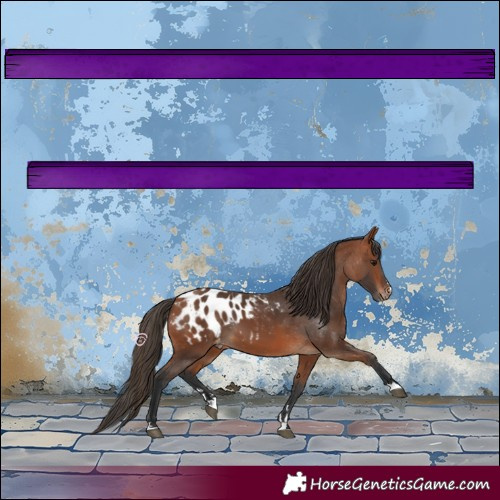 Horse Color:Bay Appaloosa 