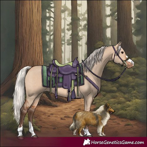 Horse Color:Silver Bay Dun Appaloosa 