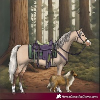 Horse Color:Silver Bay Dun Appaloosa