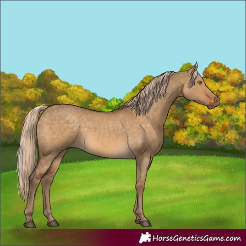 Horse Color:Chocolate Palomino Dun