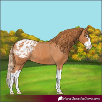 Horse Color:Chestnut Splash Appaloosa