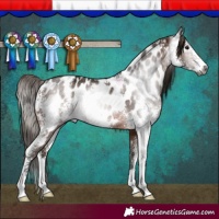 Horse Color:Gray Bay Sabino Appaloosa Rabicano