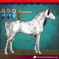 Horse Color:Gray Bay Sabino Appaloosa Rabicano