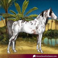 Horse Color:Gray Bay Sabino Appaloosa Rabicano