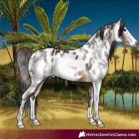 Horse Color:Gray Bay Sabino Appaloosa Rabicano 