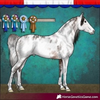 Horse Color:Gray Bay Sabino Near Leopard Rabicano 