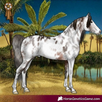 Horse Color:Gray Bay Sabino Appaloosa Rabicano