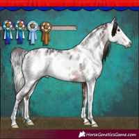 Horse Color:Gray Bay Sabino Near Leopard Rabicano 