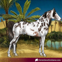 Horse Color:Gray Bay Sabino Appaloosa Rabicano 