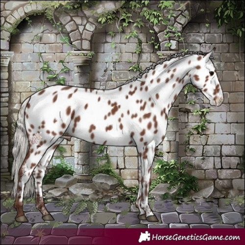 Horse Color:Silver Black Near Leopard Rabicano 