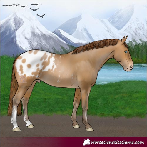 Horse Color:Gray Buckskin Pearl Sabino Appaloosa Rabicano 