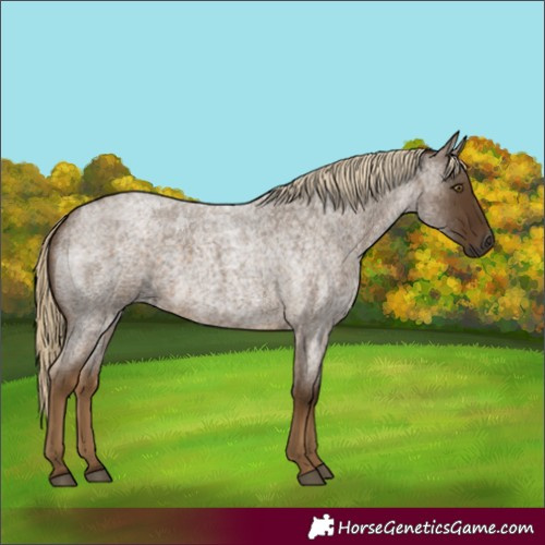 Horse Color:Chocolate Palomino Roan 