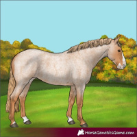 Horse Color:Red Roan Splash 