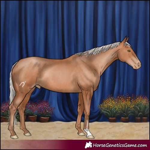 Horse Color:Silver Bay Pearl Rabicano 