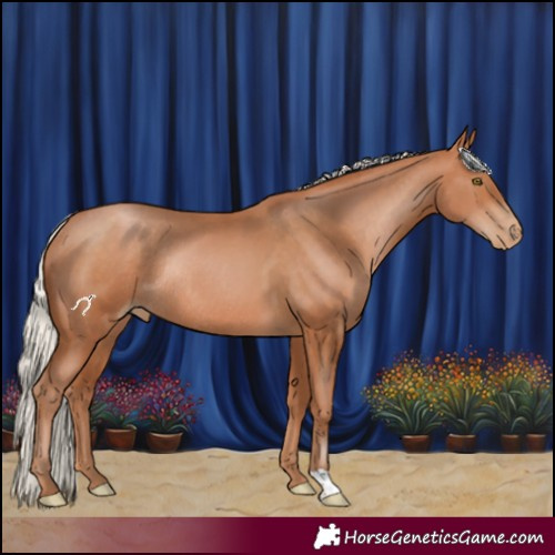 Horse Color:Silver Bay Pearl Rabicano 