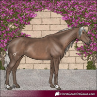 Horse Color:Silver Black Rabicano