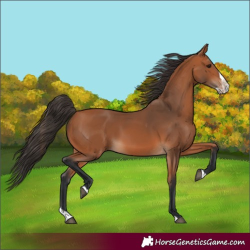 Horse Color:Bay Splash 