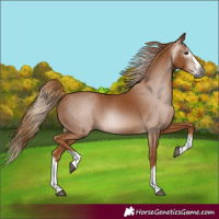 Horse Color:Gray Chestnut Splash 