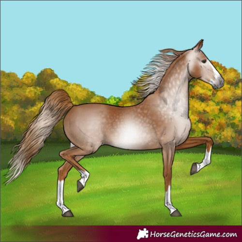 Horse Color:Gray Chestnut Splash 