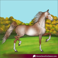 Horse Color:Gray Chestnut Splash 