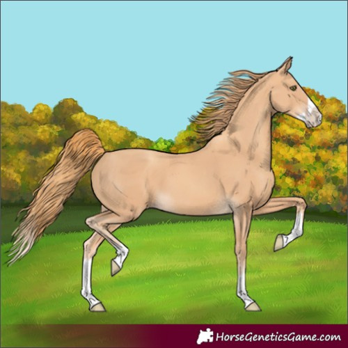 Horse Color:Gold Champagne Splash 