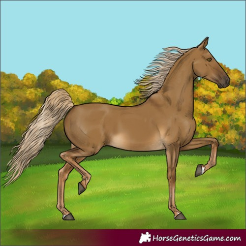 Horse Color:Chocolate Palomino Dun 