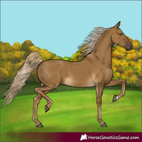 Horse Color:Chocolate Palomino Dun 