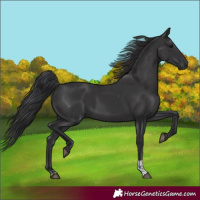 Horse Color:Black and Smoky Black