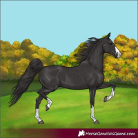 Horse Color:Smoky Black  and Smoky Black 