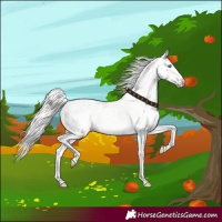 Horse Color:Cremello Dun Leopard