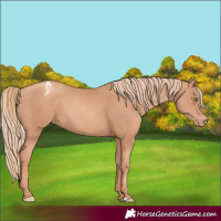Horse Color:Gold Champagne Appaloosa 
