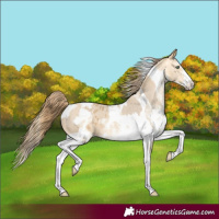 Horse Color:Amber Cream Champagne Sabino Tobiano Appaloosa and Amber Cream Champagne Sabino Tobiano Appaloosa