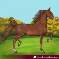 Horse Color:Chestnut Splash 