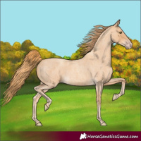 Horse Color:Gold Champagne Roan