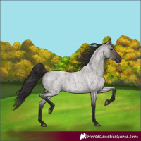 Horse Color:Smoky Grullo Roan 